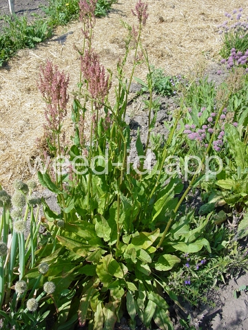 sorrel